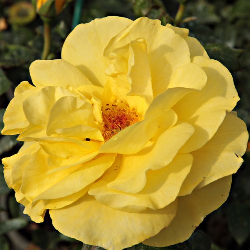 Rosen Online Gärtnerei - floribundarosen - gelb - Rosa Golden Wedding - diskret duftend - Jack E. Christensen - Dank ihrem kompakten Wuchs, ist sie geeignet als Dekoration von Blumenbeeten, aber auch für Kübel.
